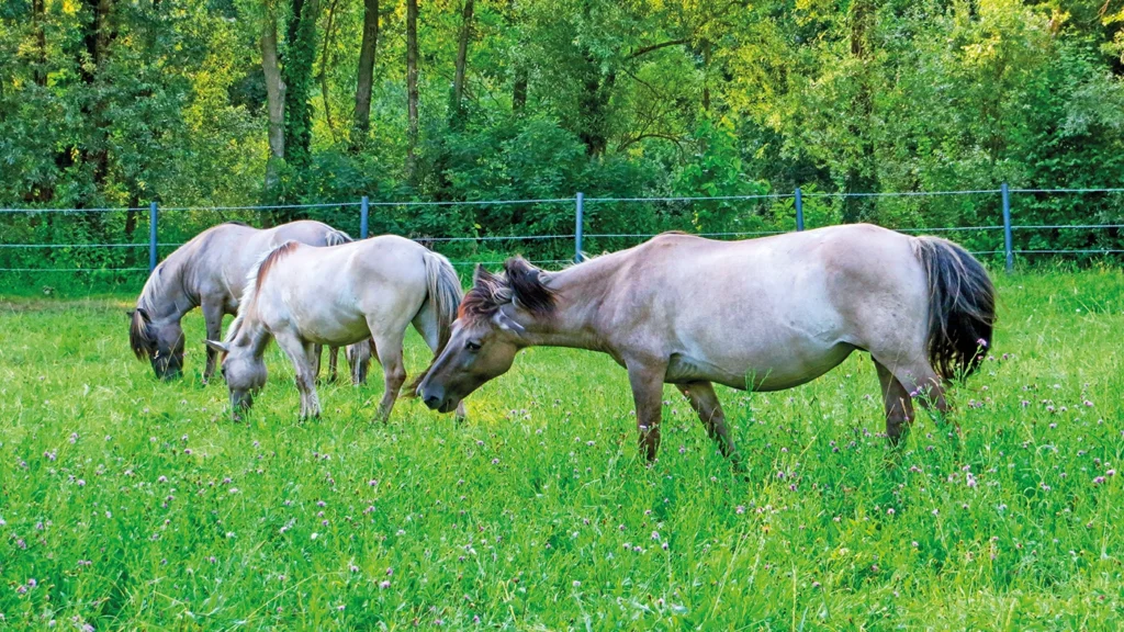Fagagna, cavalli Konik Oasi dei Quadris. Ph. Lauzzana Dima