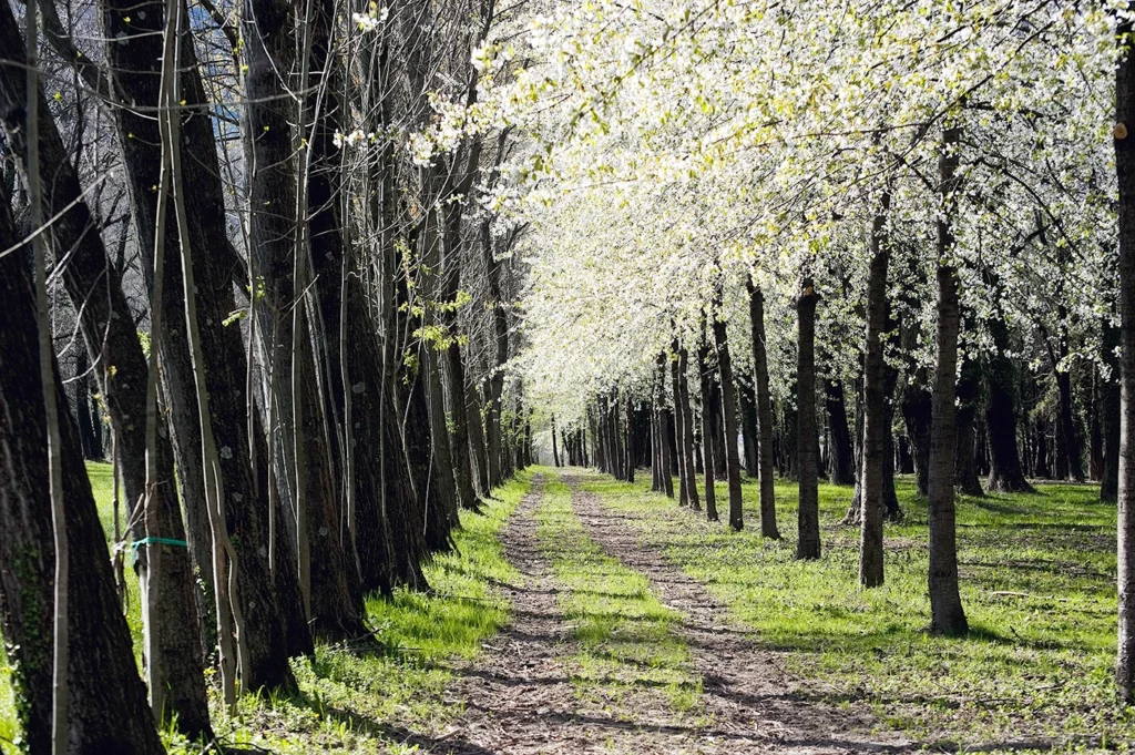 Osoppo, Sorgive di Bars. Ph. U. Da Pozzo