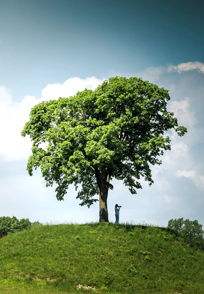 Un albero in cima ad una collina