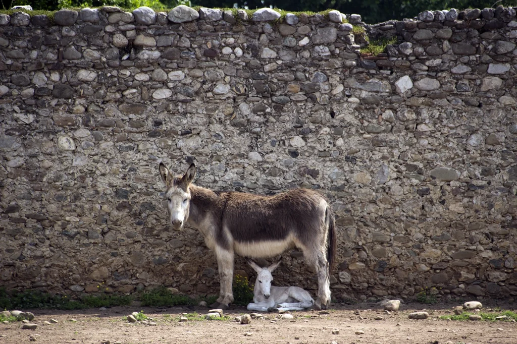 San Vito di Fagagna, asino e asinello. Ph. Cicutto Arianna